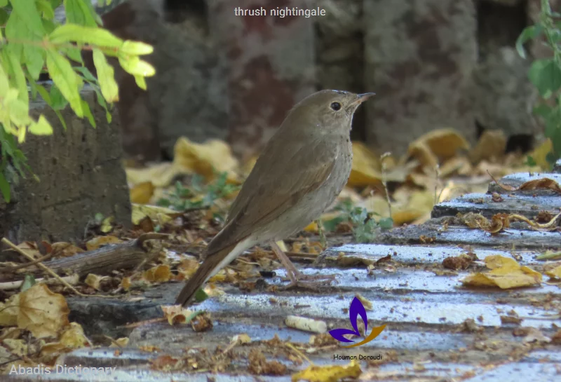 thrush nightingale